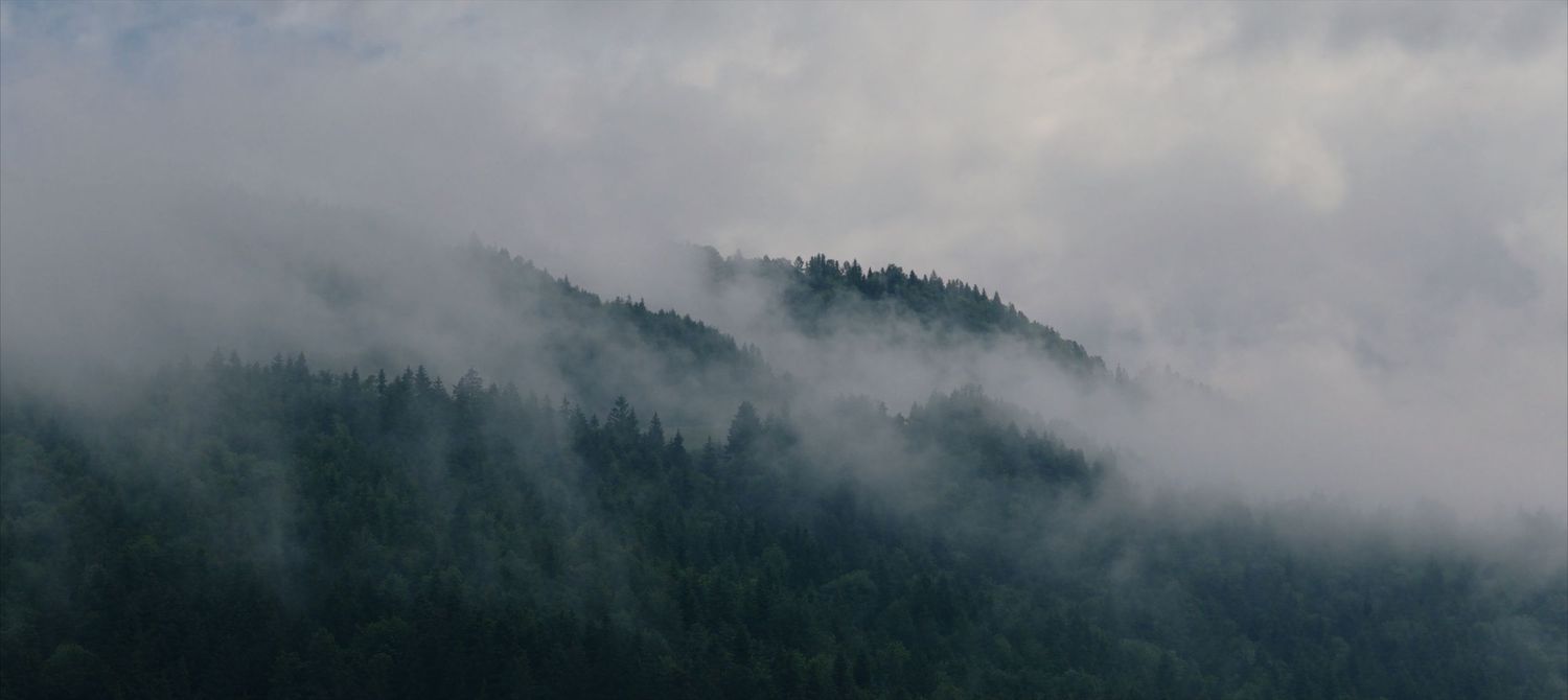 Misty mountain peaks shrouded in fog with evergreen forest silhouettes creating a moody landscape scene.