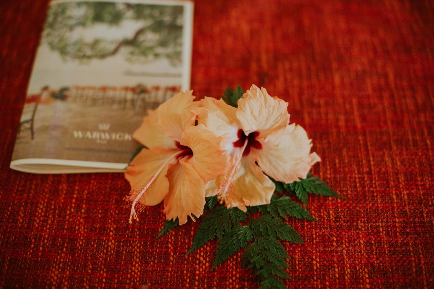 Peach hibiscus flower with green leaves on red textured background next to a book.