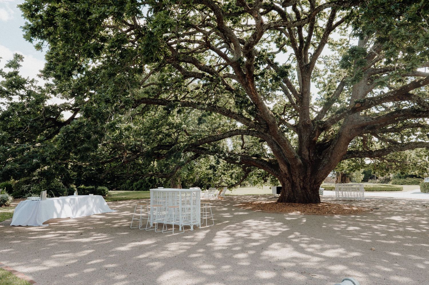 White chairs arranged under a sprawling oak tree for an outdoor wedding ceremony.