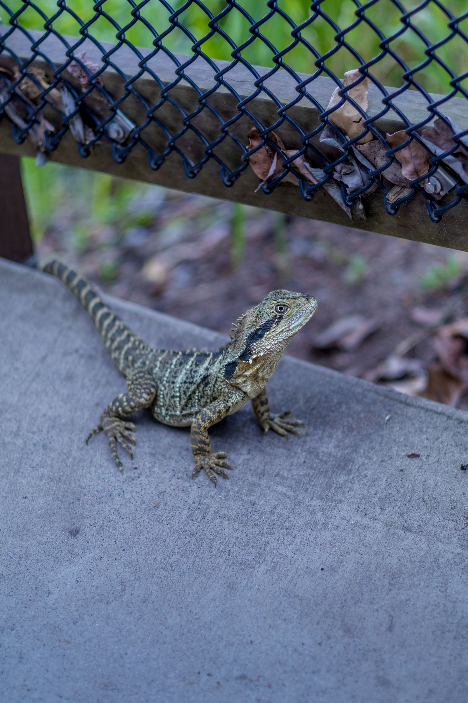 A sequence of photos showing a small green lizard basking on concrete near a chain-link fence.