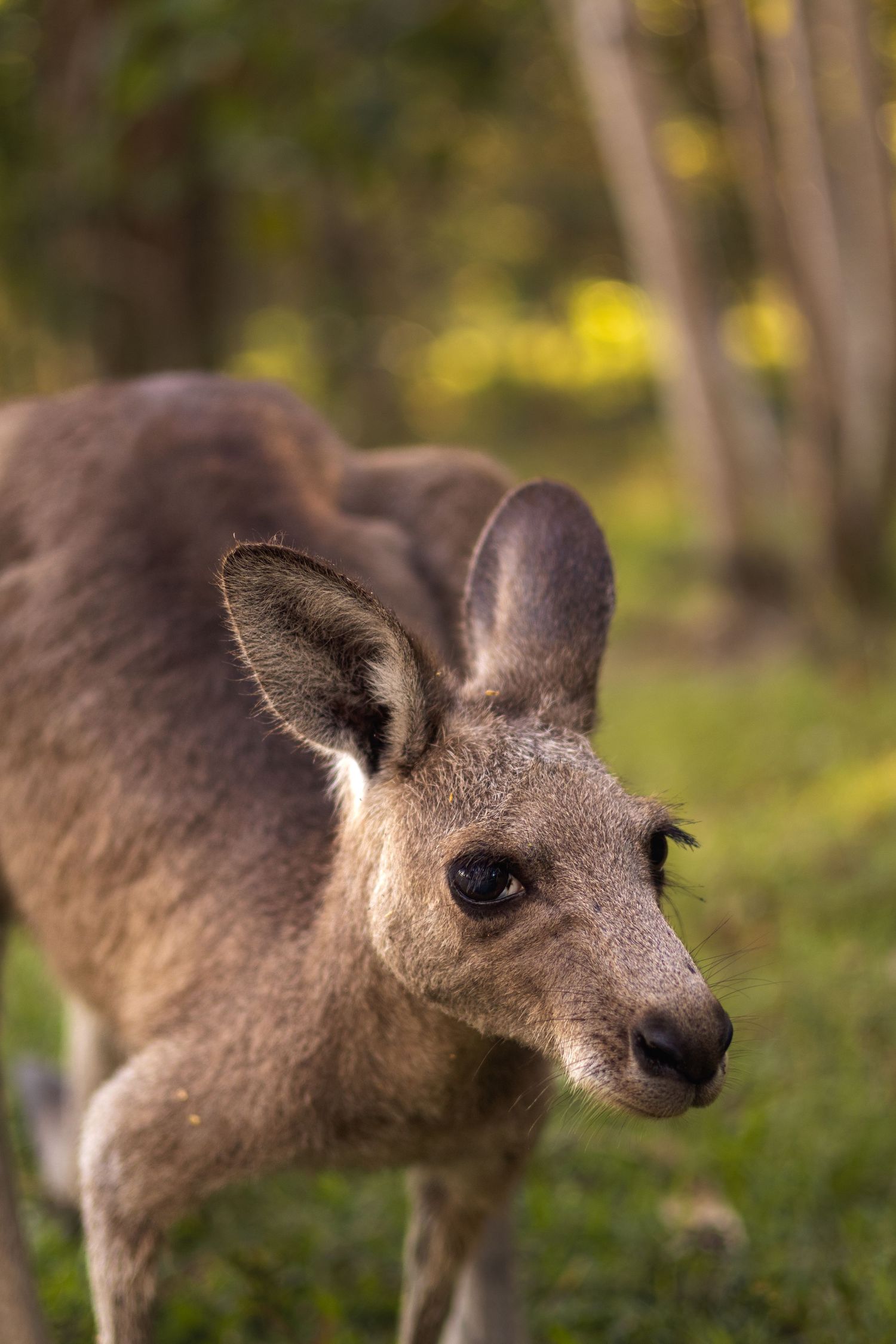Close-up profile view of a young kangaroo's head showing its distinctive facial features and fur texture in natural lighting.