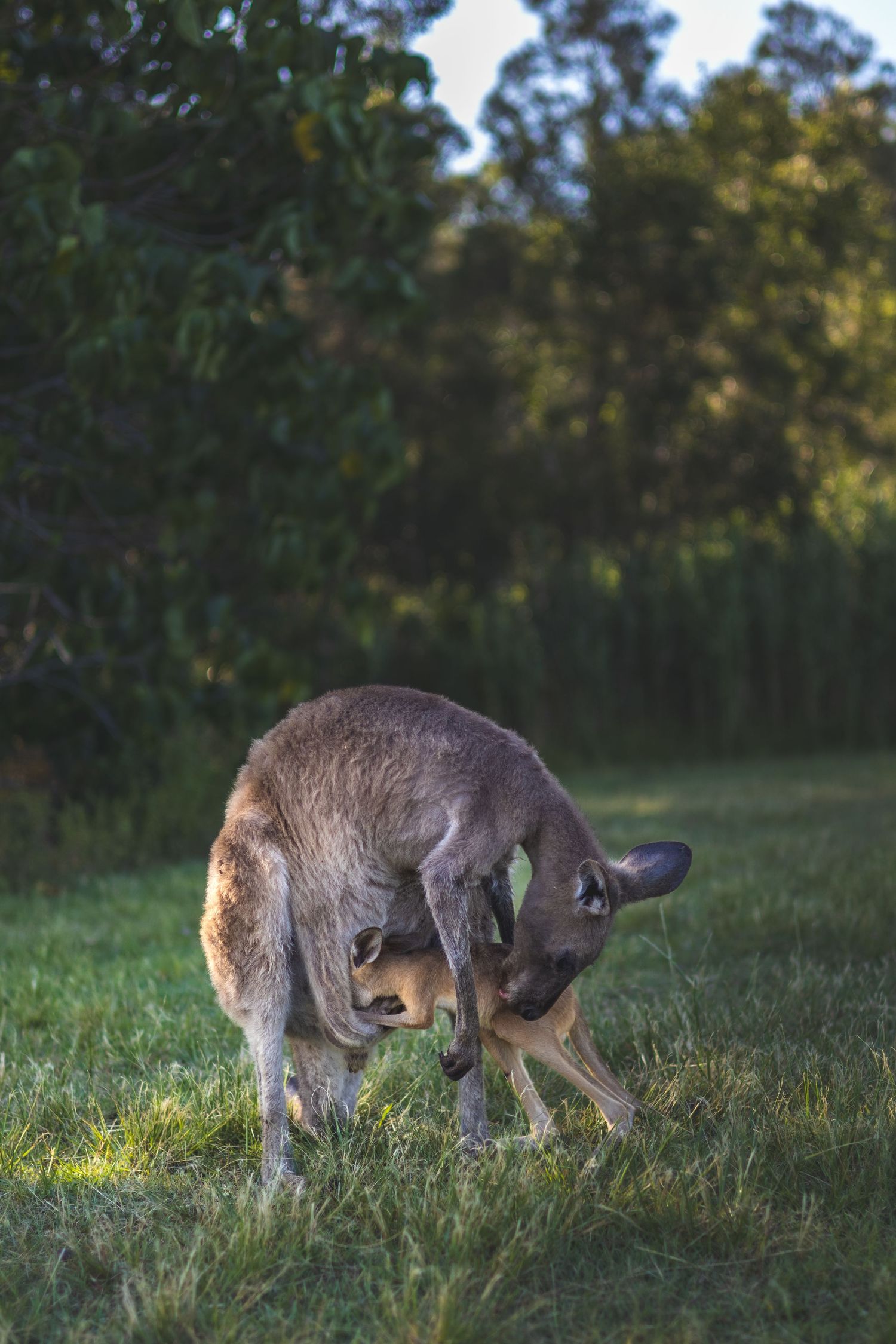 A kangaroo with a joey in its pouch stands in a grassy field during golden hour with trees in the background.