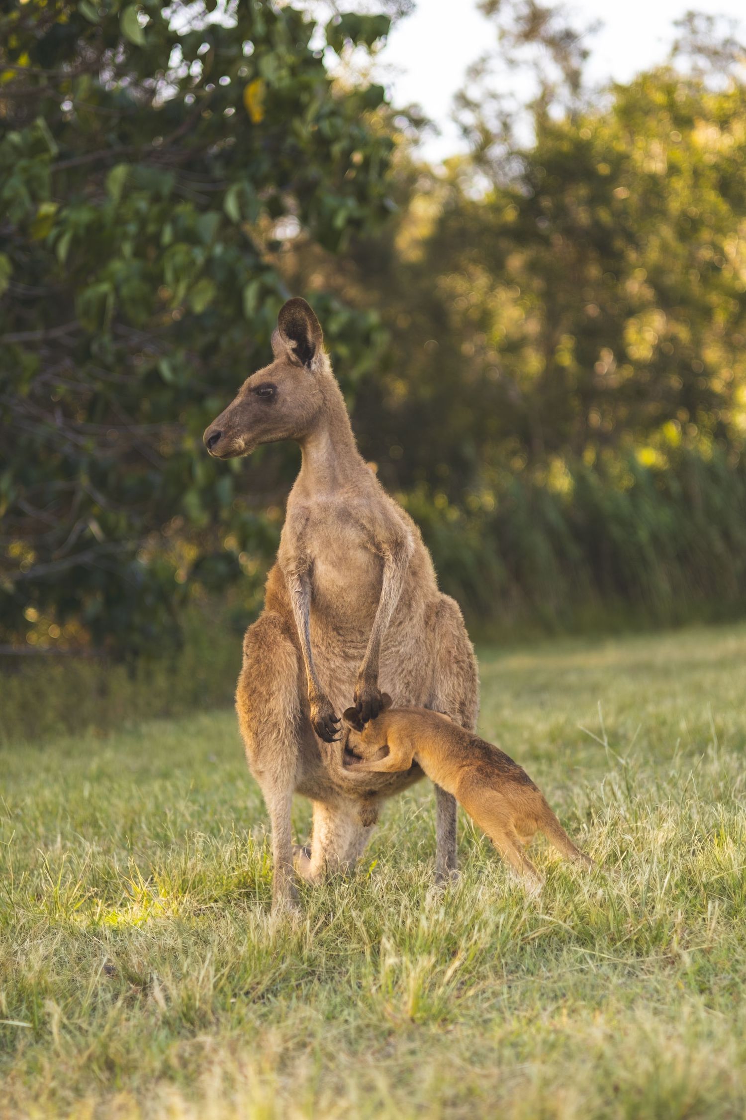 A kangaroo mother nurses her joey in a grassy field during golden hour as sunlight filters through trees in the background.
