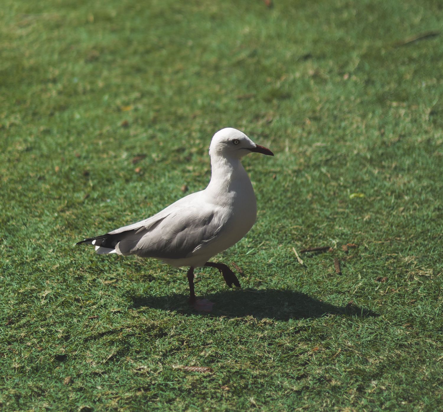 A grey seagull stands on green grass casting a shadow on a sunny day.