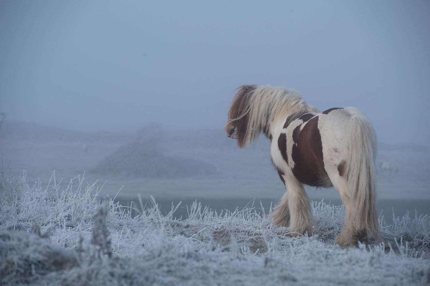 A brown and white Shetland pony stands alone in a frost-covered field on a foggy winter morning.