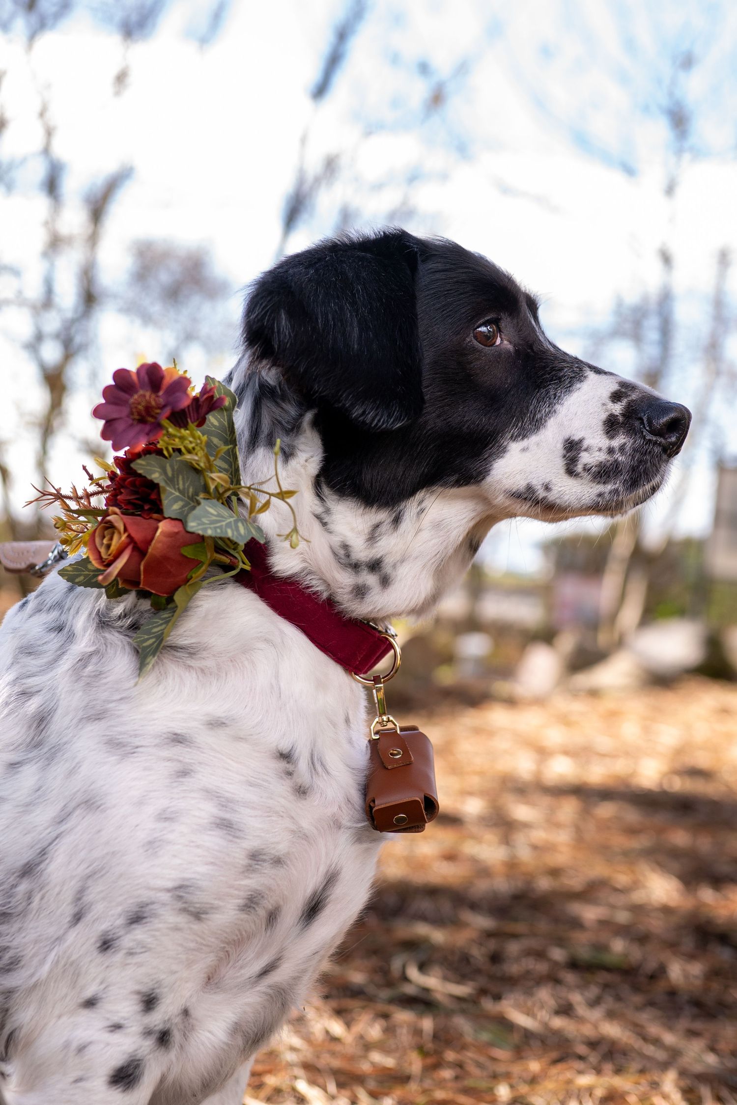 Black and white spotted dog wearing a burgundy floral collar against a winter background.
