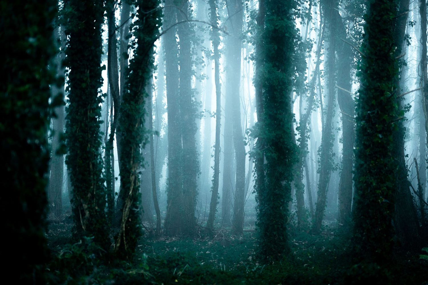 Misty dark forest with tall trees covered in ivy and fog creating an eerie atmospheric woodland scene.