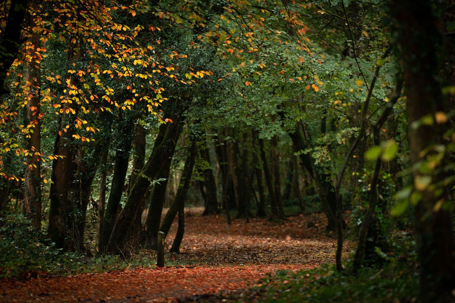 A serene autumn forest path covered in fallen orange leaves beneath colorful trees.