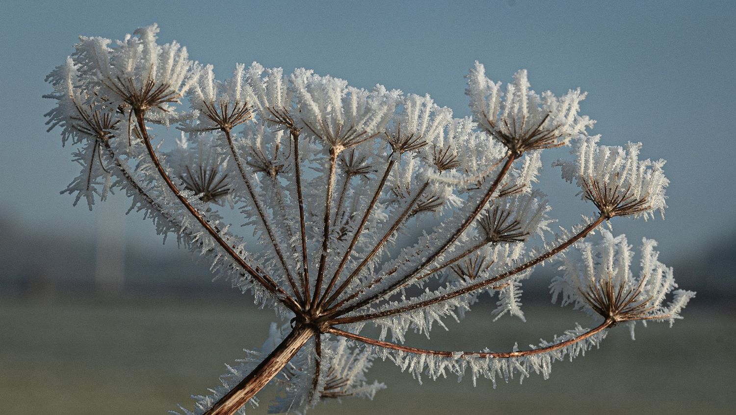 Frost-covered dried hogweed plant with delicate ice crystals on a cold winter morning against a blue sky.