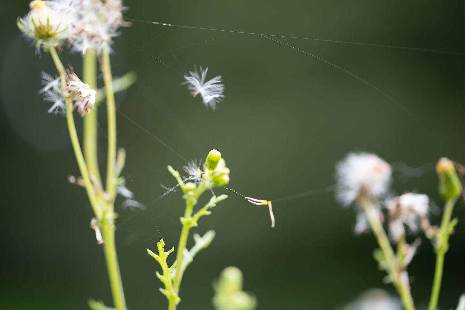 Delicate dandelion seeds floating near a spider web among green wildflowers in soft natural light.