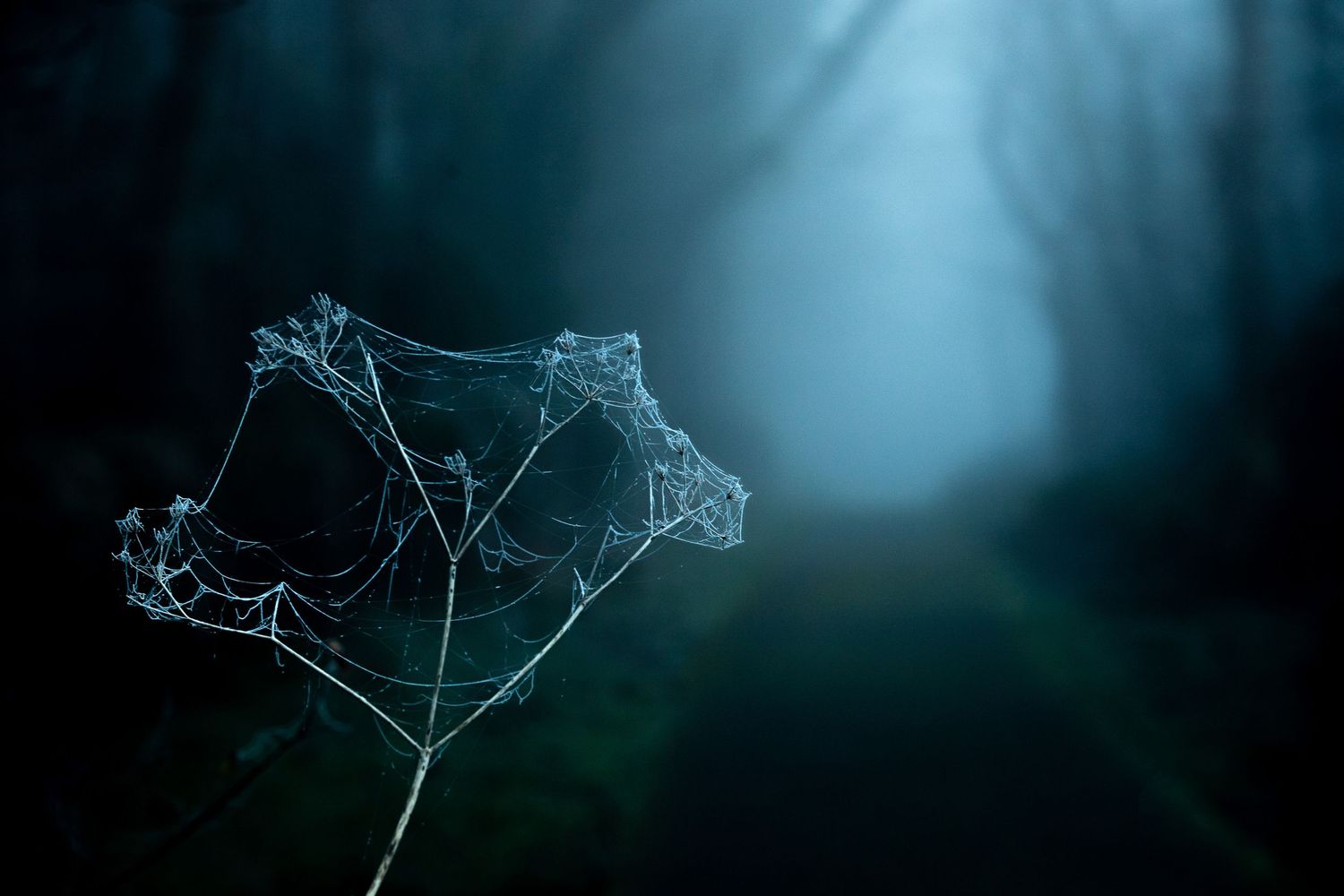 Delicate frozen spider web on a bare plant stem in a misty dark forest path.