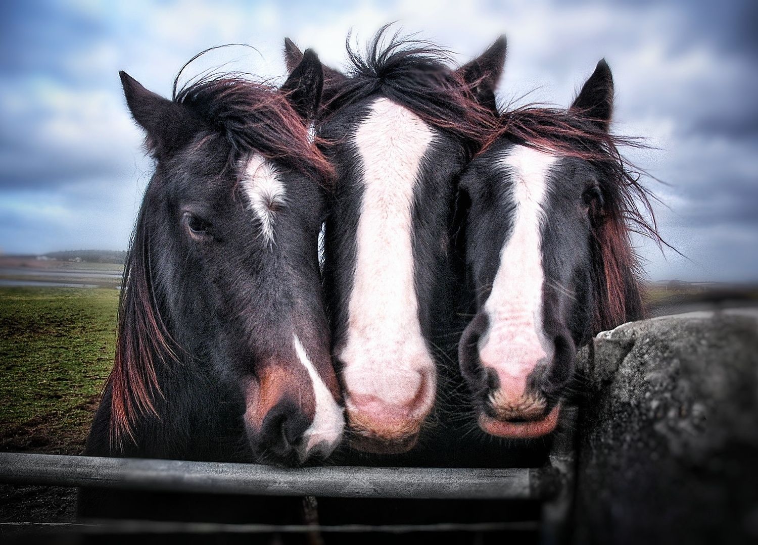 Three black and white horses with flowing manes lean over a fence together in a green countryside landscape.