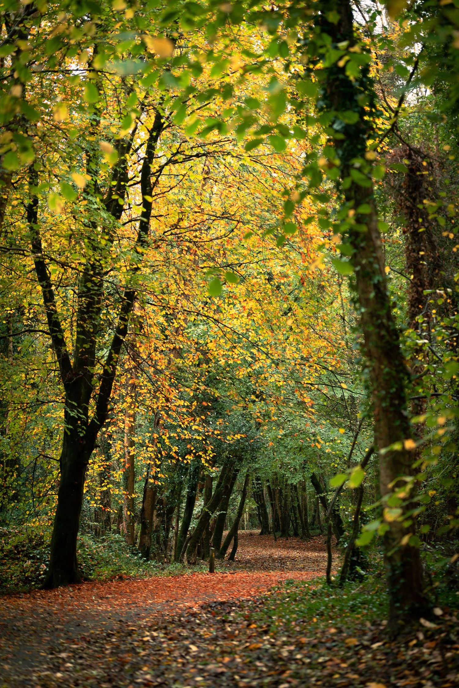 A tranquil autumn forest path lined with golden yellow and green foliage and fallen leaves.