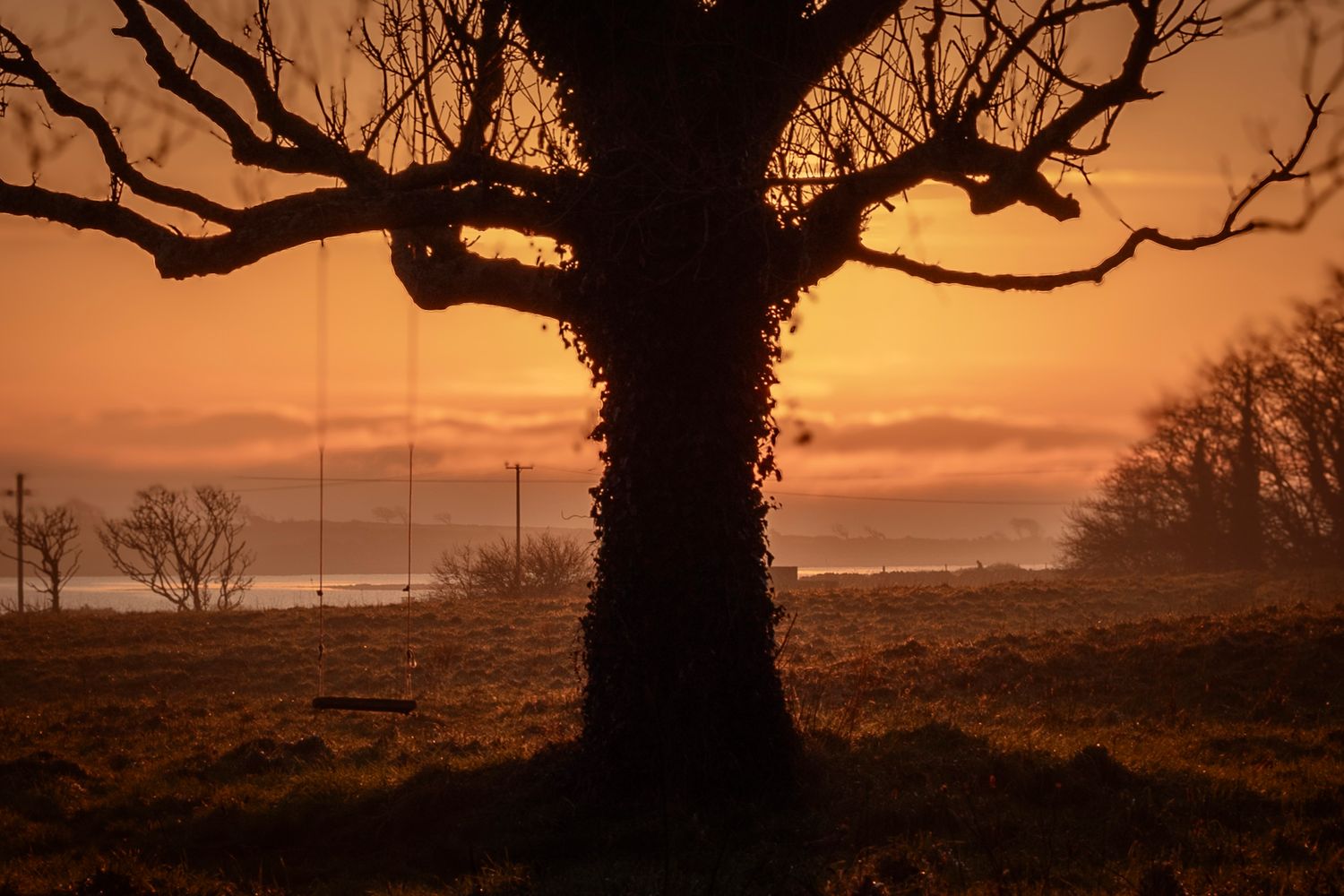 Silhouette of a large ivy-covered tree with rope swing at golden sunset over misty countryside landscape.