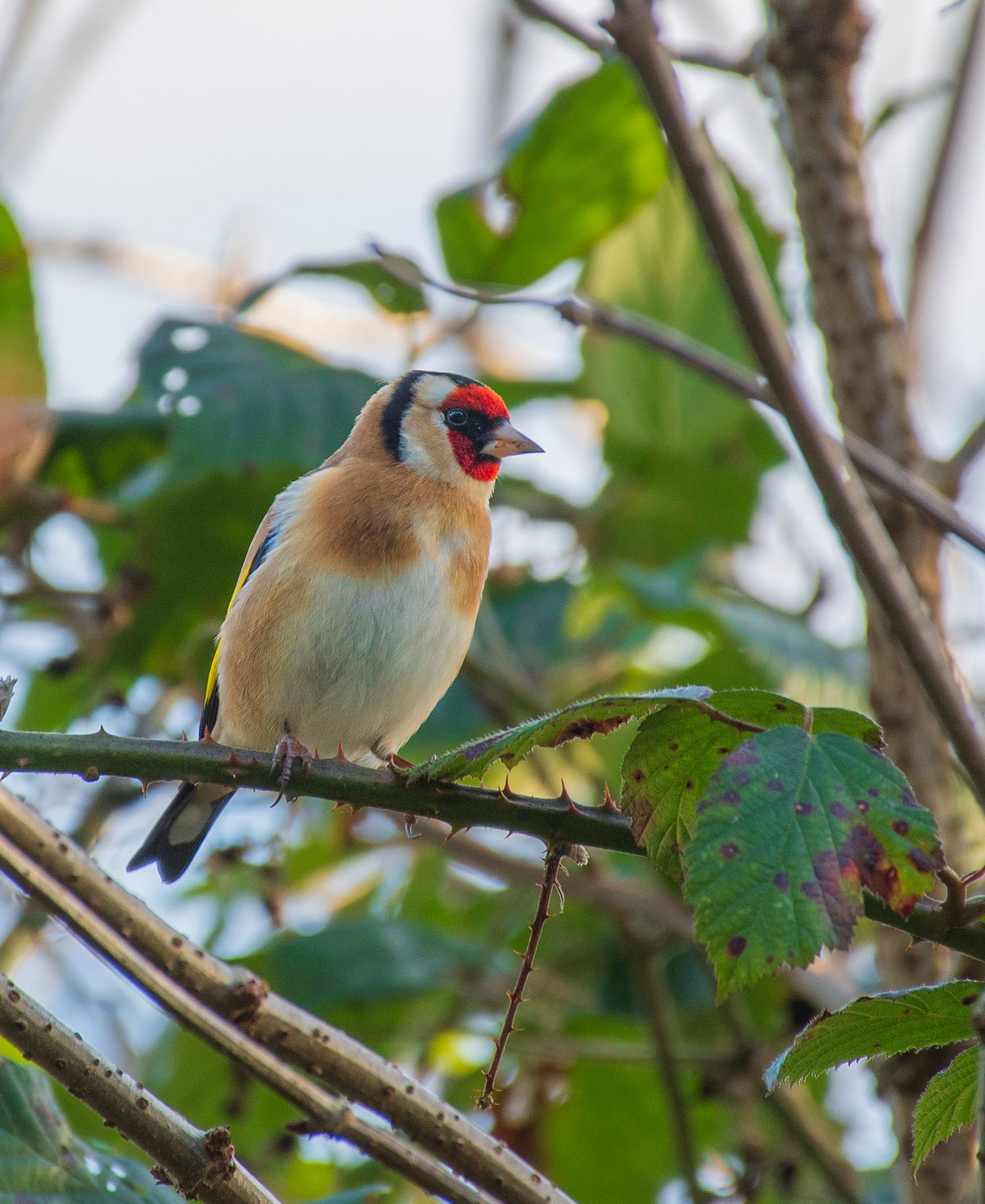Colorful European goldfinch with red face perched on a branch among green autumn leaves.