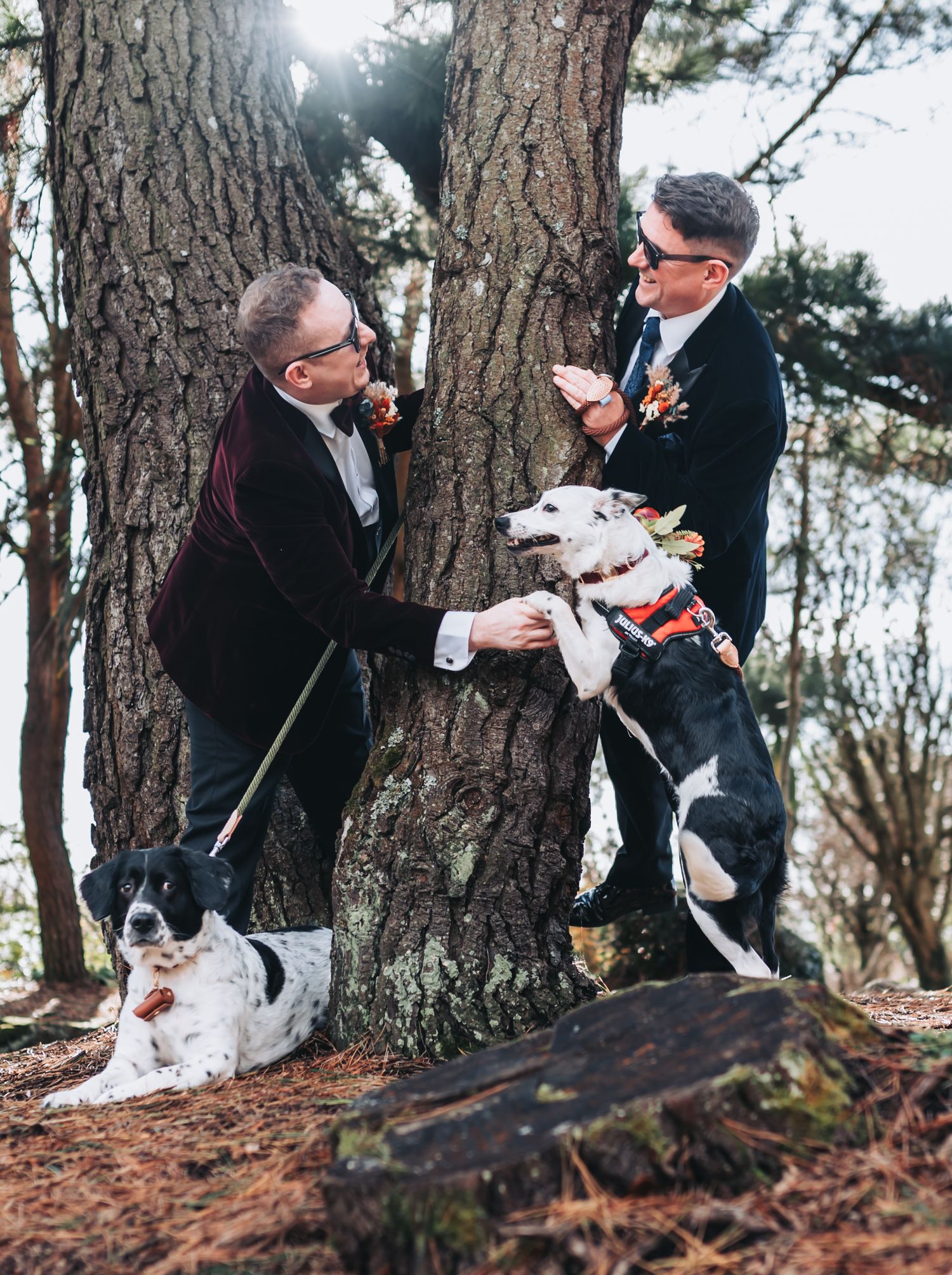 Playful outdoor photo session with a small dog among tall pine trees.