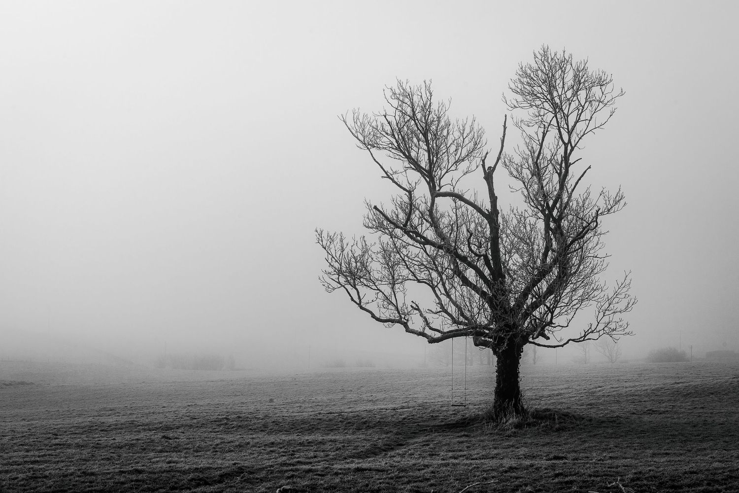 A solitary leafless tree stands alone in a misty foggy field in this moody black and white landscape photo.
