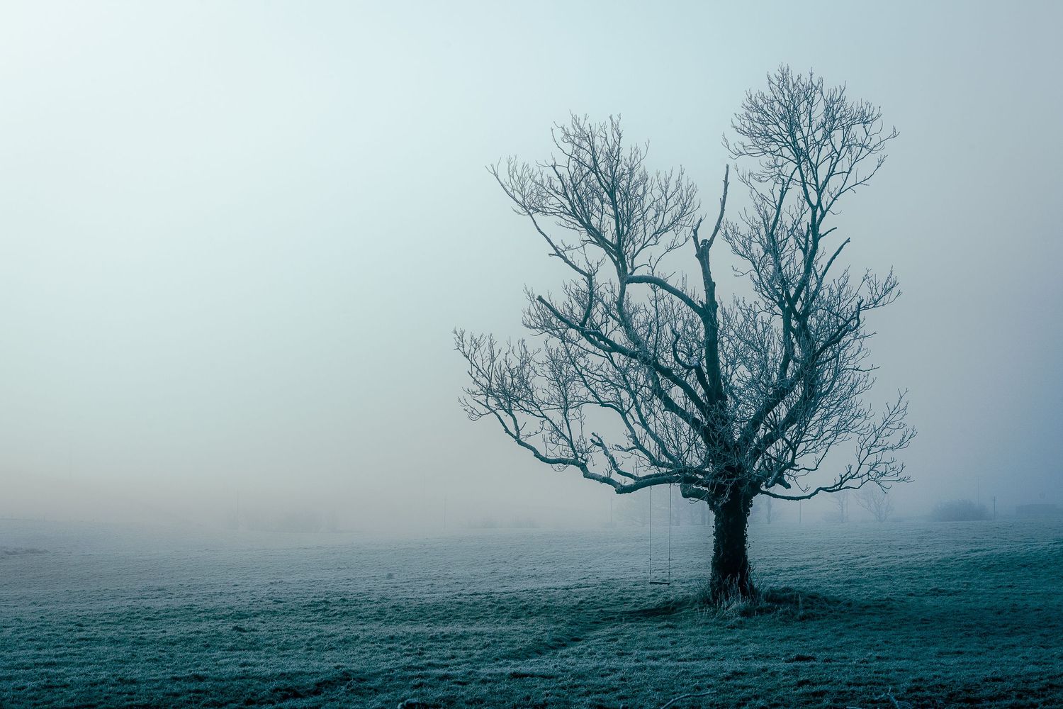 Solitary bare tree standing in a frost-covered field under a pale misty winter sky.