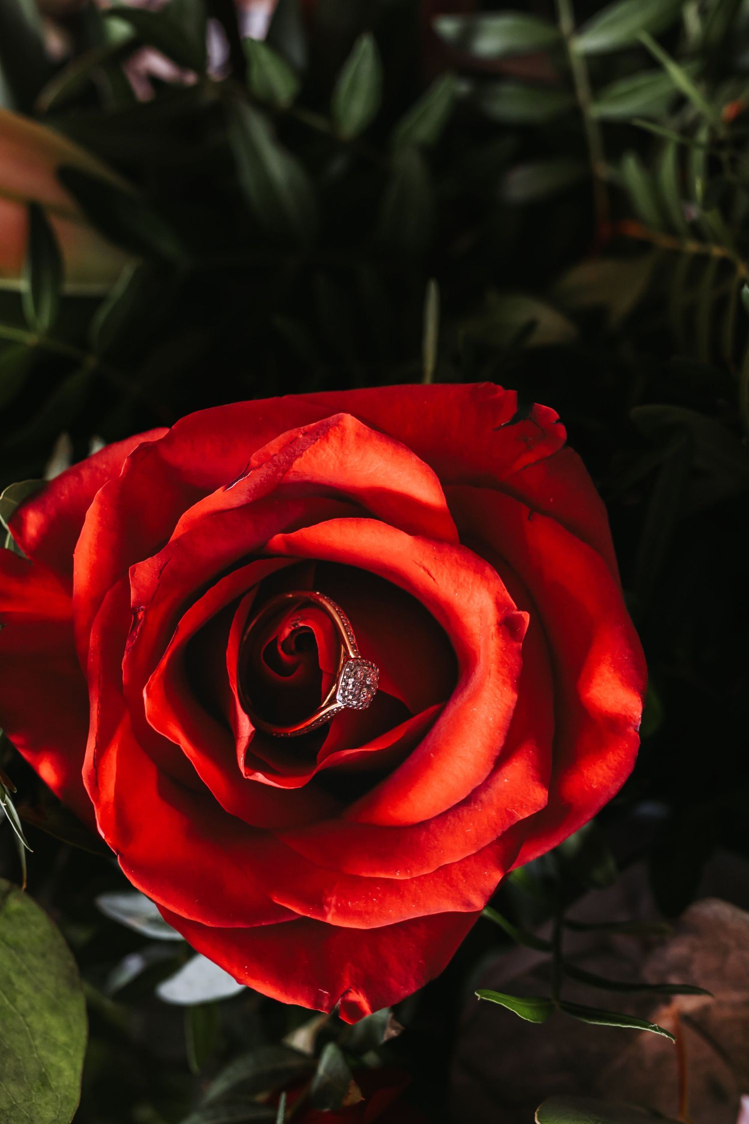 Diamond engagement ring nestled inside a vibrant red rose bloom with green foliage background.