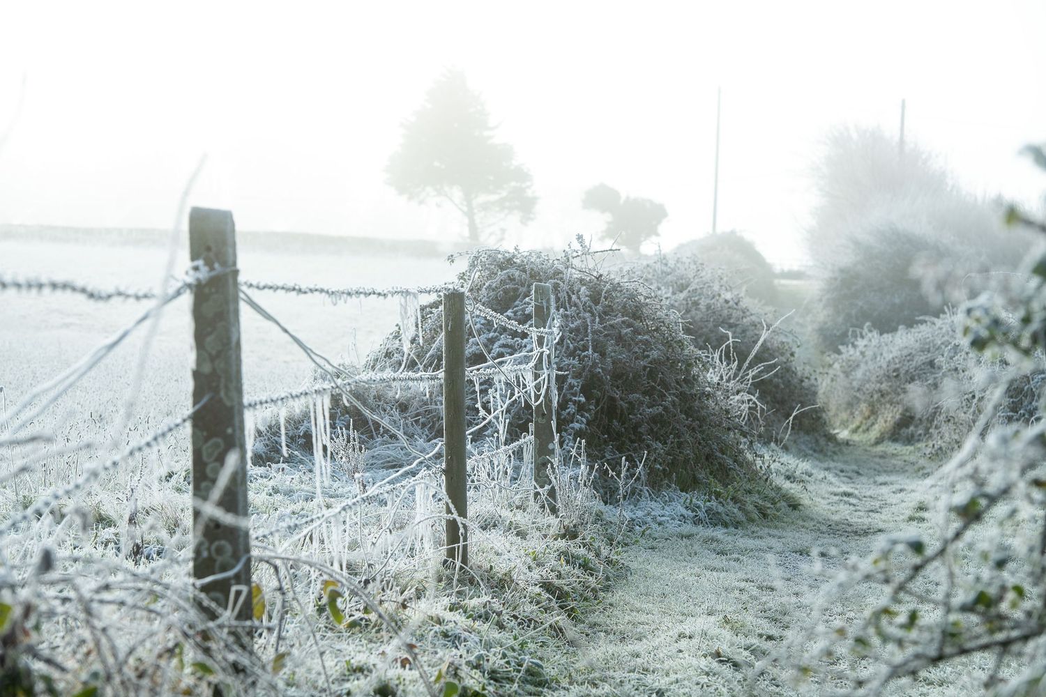 Frost-covered rural fence and hedgerow on a misty winter morning in the countryside.