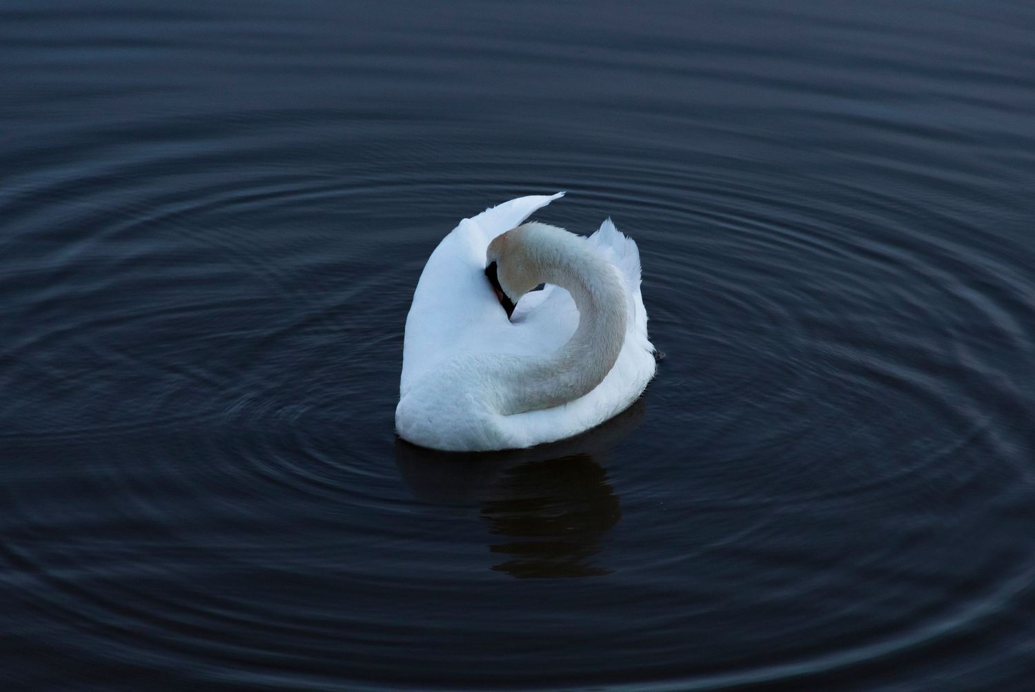 A graceful white swan curled on dark rippling water creating elegant circular waves.