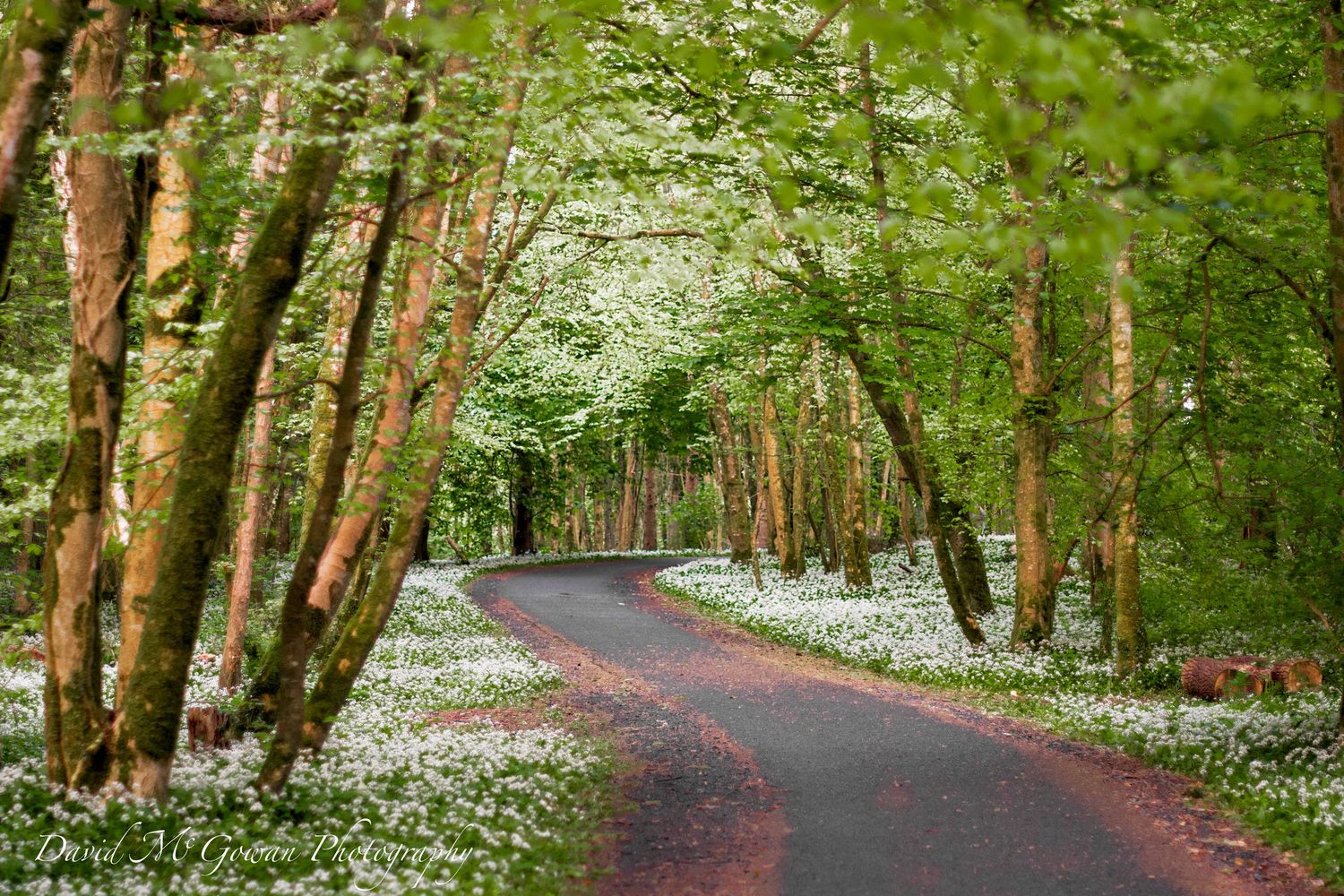 Winding road through a lush green woodland with white wildflowers carpeting the forest floor.
