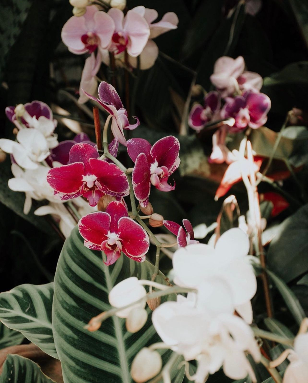A stunning display of pink and white orchids with dark green leaves against a black background.