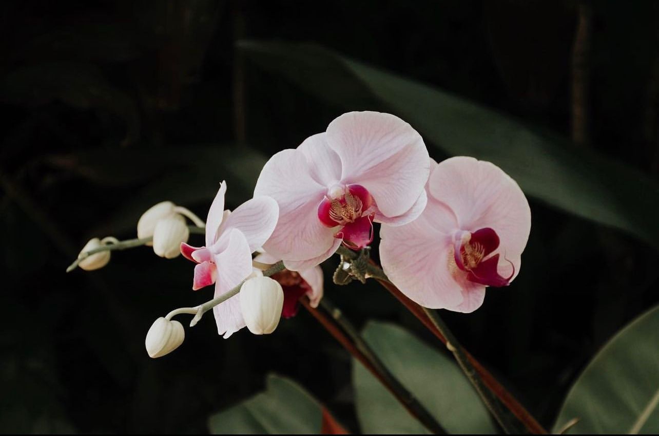 Pink Phalaenopsis orchid blooms with red centers and white buds on a stem against dark green foliage background.