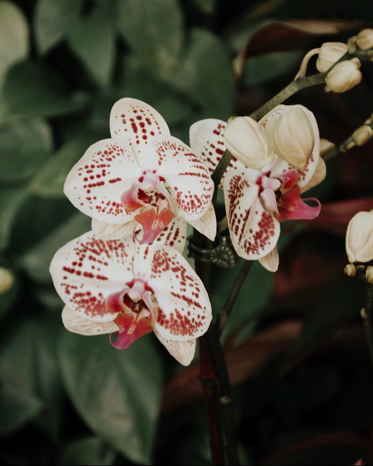 White and pink spotted orchids blooming in dark garden setting.