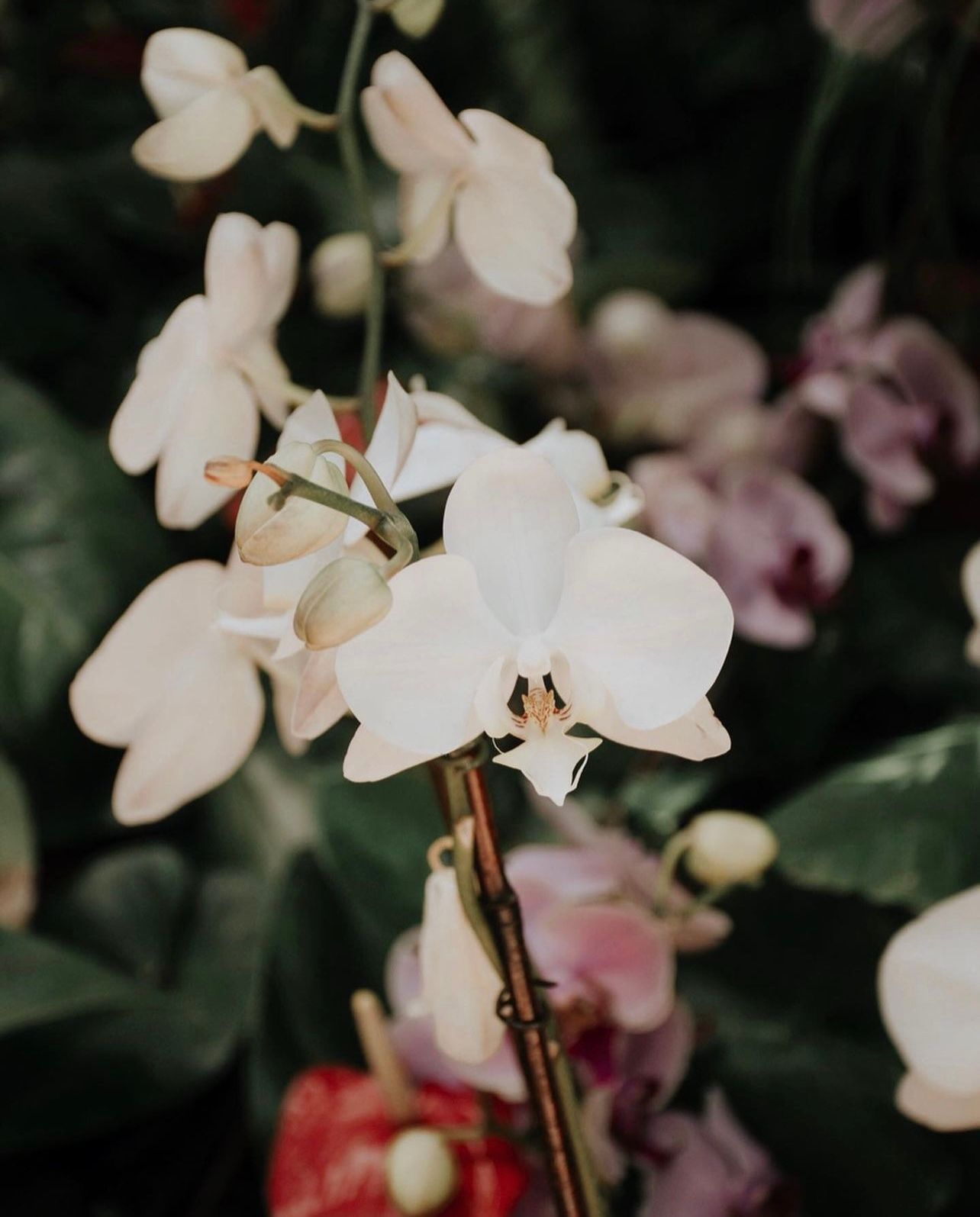 White orchid blooms with pink flowers and lush green leaves in a soft-focus floral arrangement.