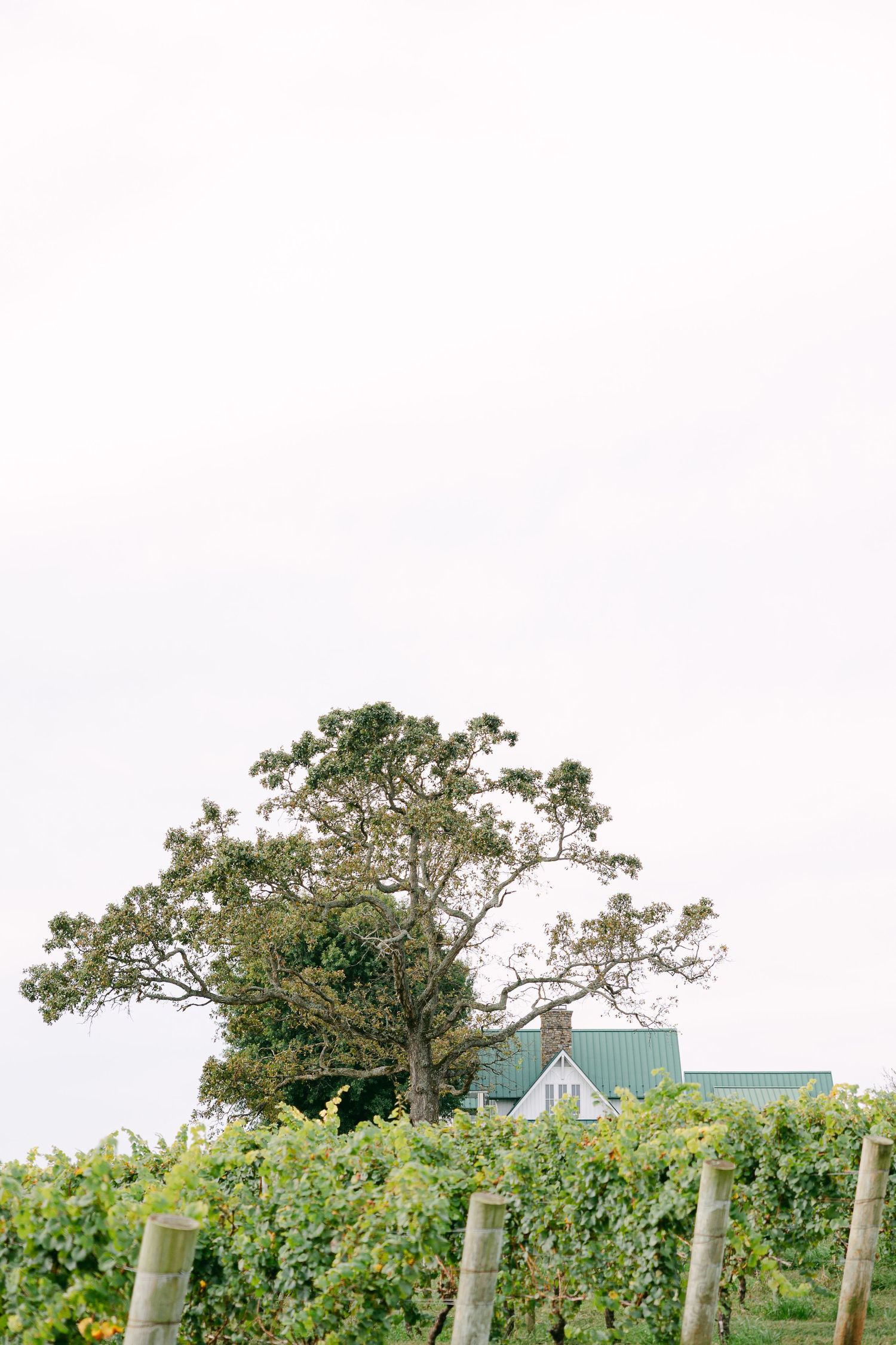 Microwedding photos Elegant vineyard wedding at Shelton vineyard in North Carolina wedding photography for fun couples fine art images