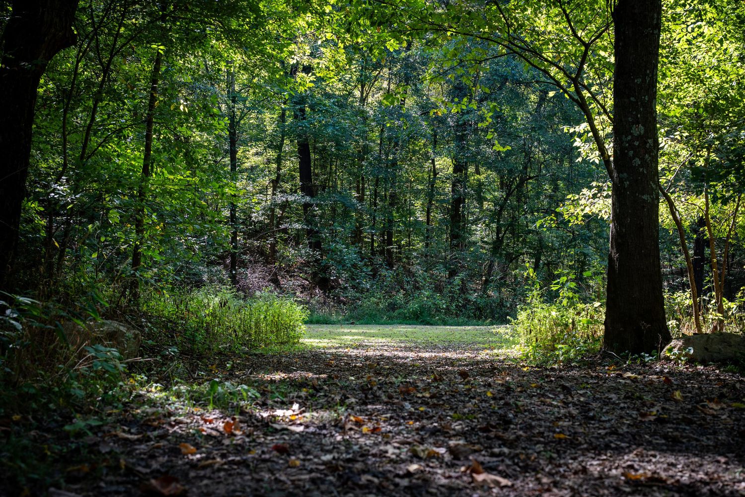 A lush green forest path with dappled sunlight filtering through the dense canopy of trees.