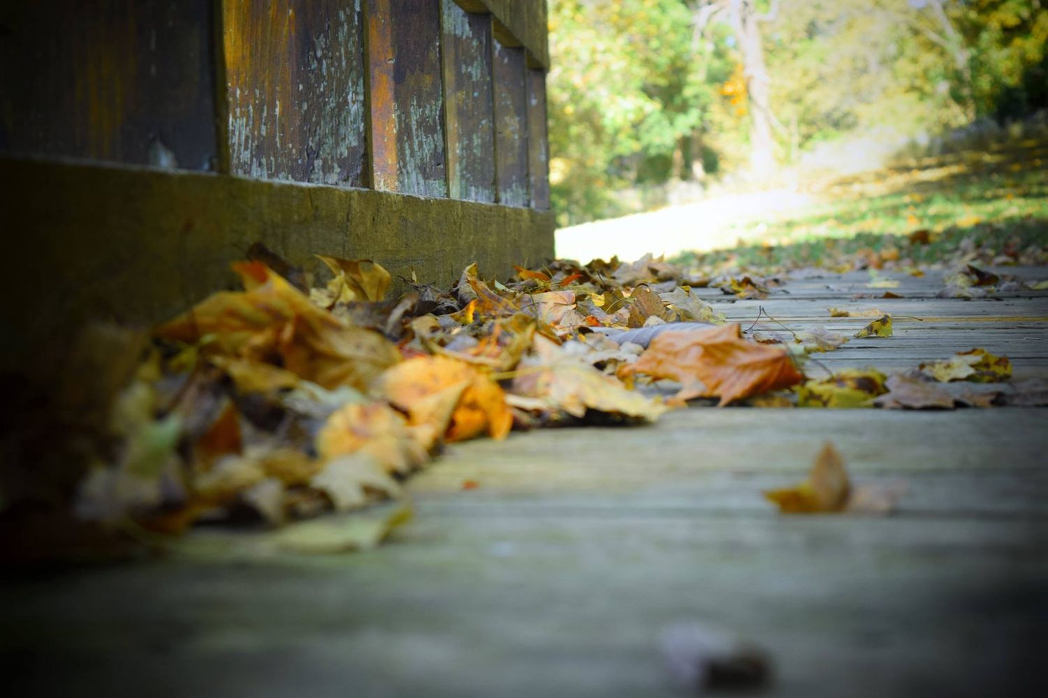 Autumn leaves scattered along a wooden walkway with shallow depth of field creating a soft blurred background.