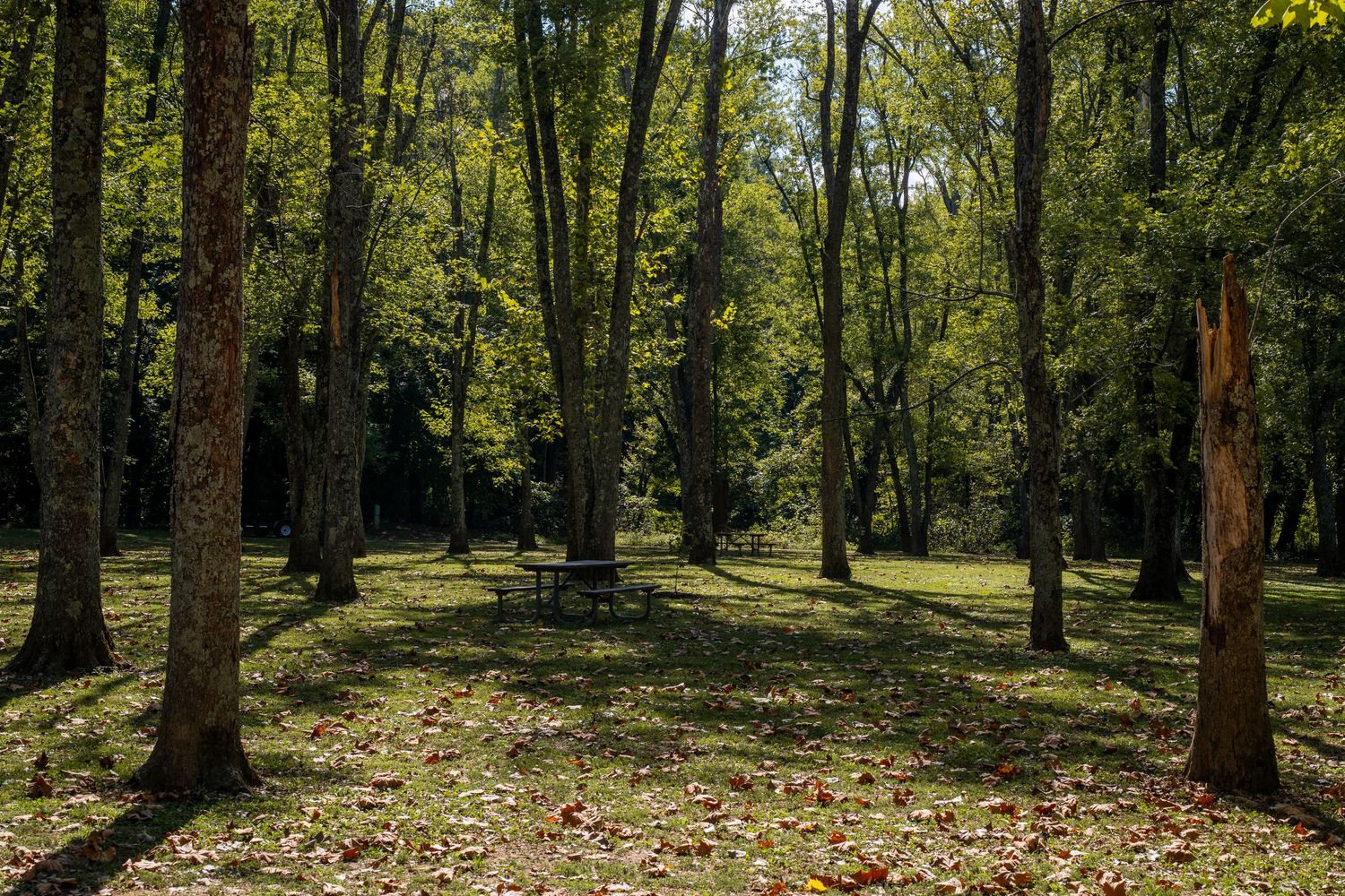 Scenic panoramic view of a sunlit forest with tall trees casting shadows on a leaf-covered ground in autumn.