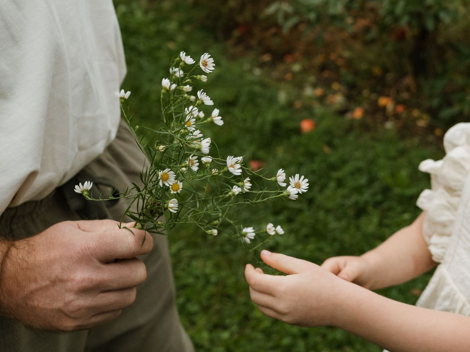 Hands gently holding delicate white wildflowers in a garden setting.