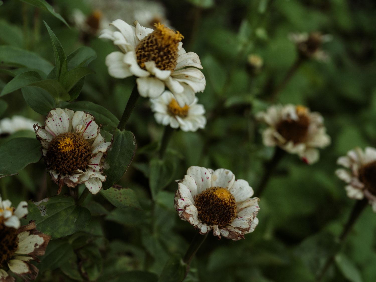 White zinnia flowers with golden centers bloom among lush green foliage in a garden setting.