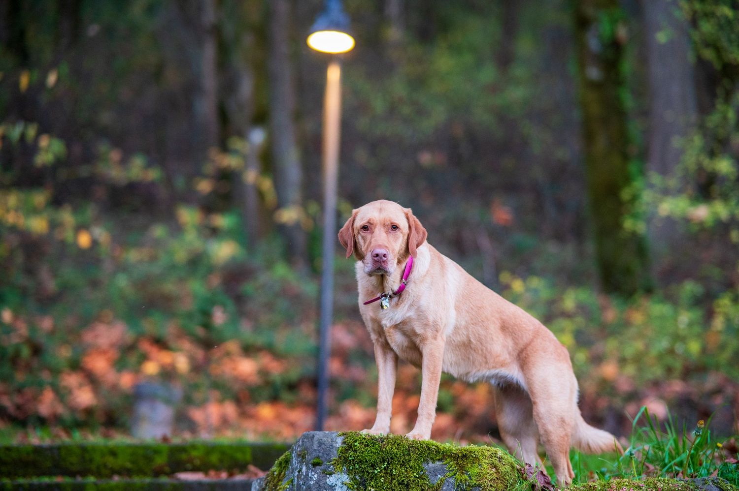 Yellow Labrador posing for a photo.