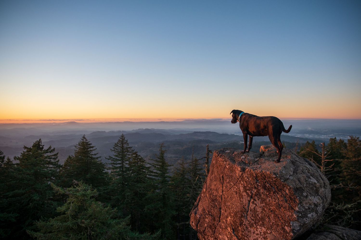 My trail dog Zoey watching the sunset on top of Spencer Butte Eugene, Oregon.