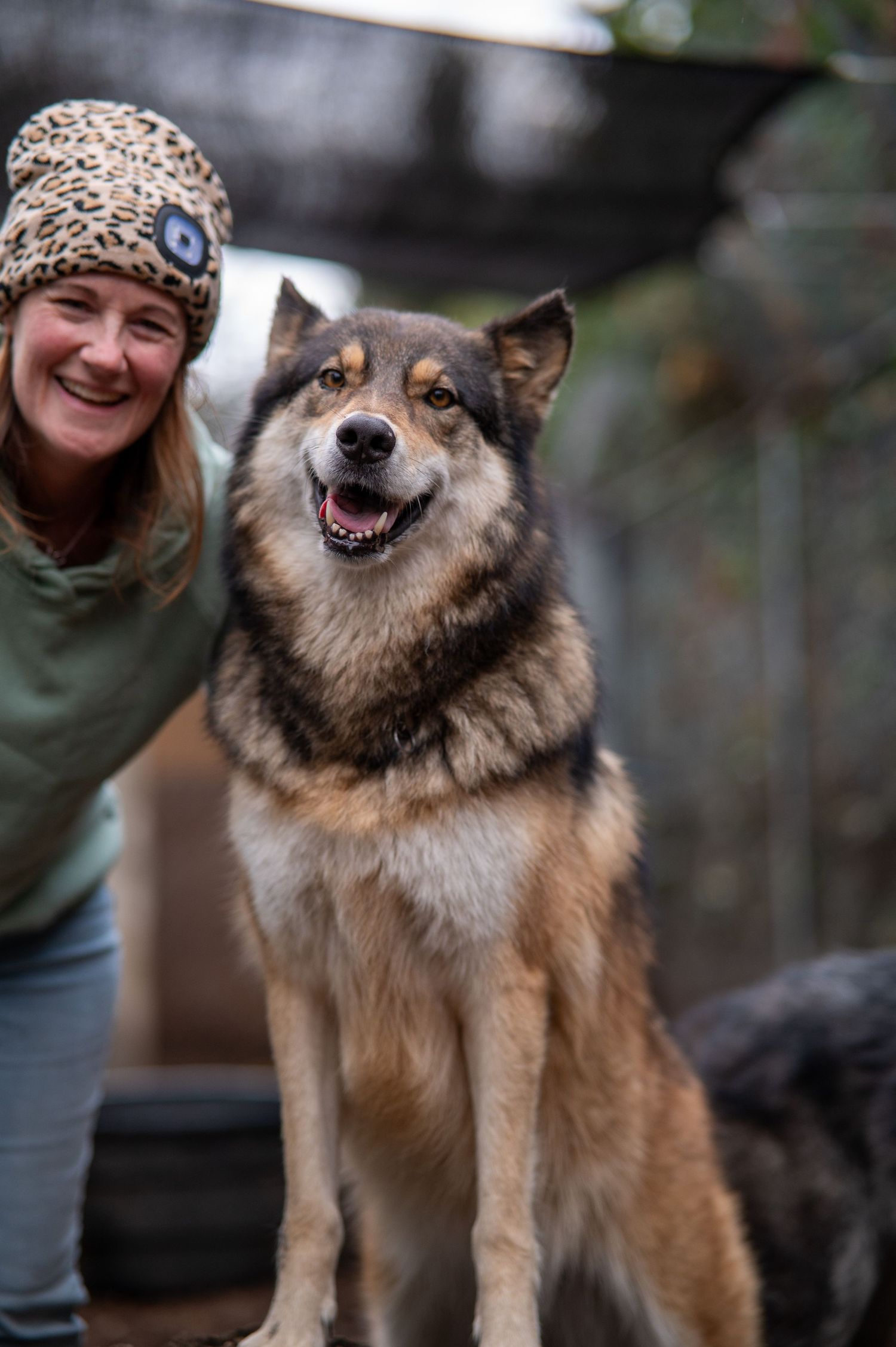 A lifestyle photograph of a wolfdog and owner in Eugene Oregon.