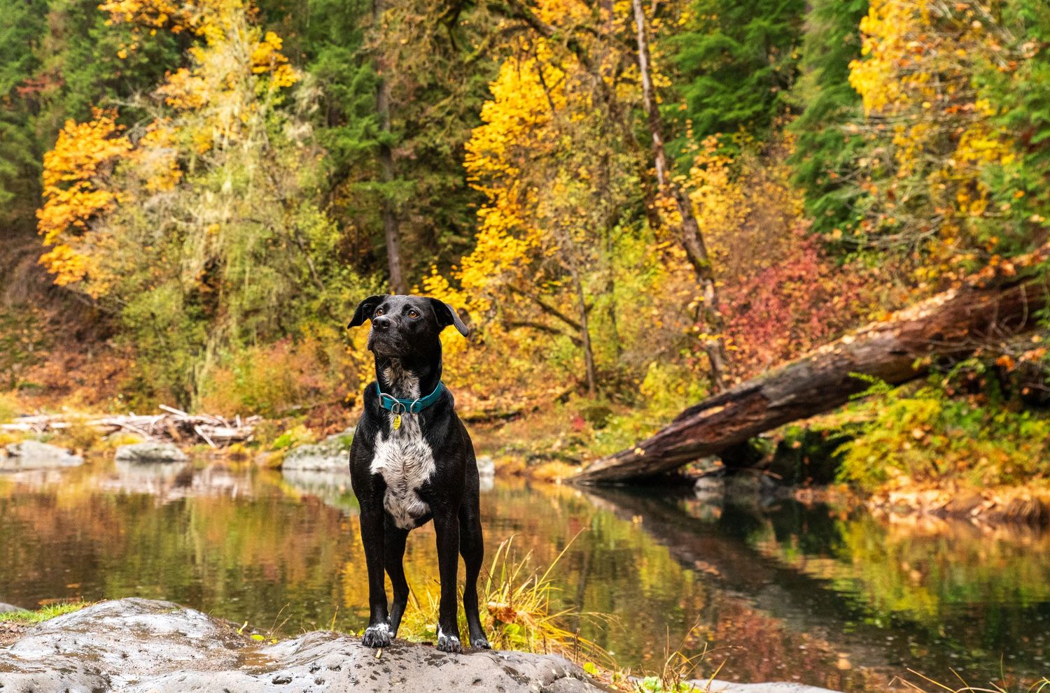 Black dog along the Fall Creek river in Oregon.