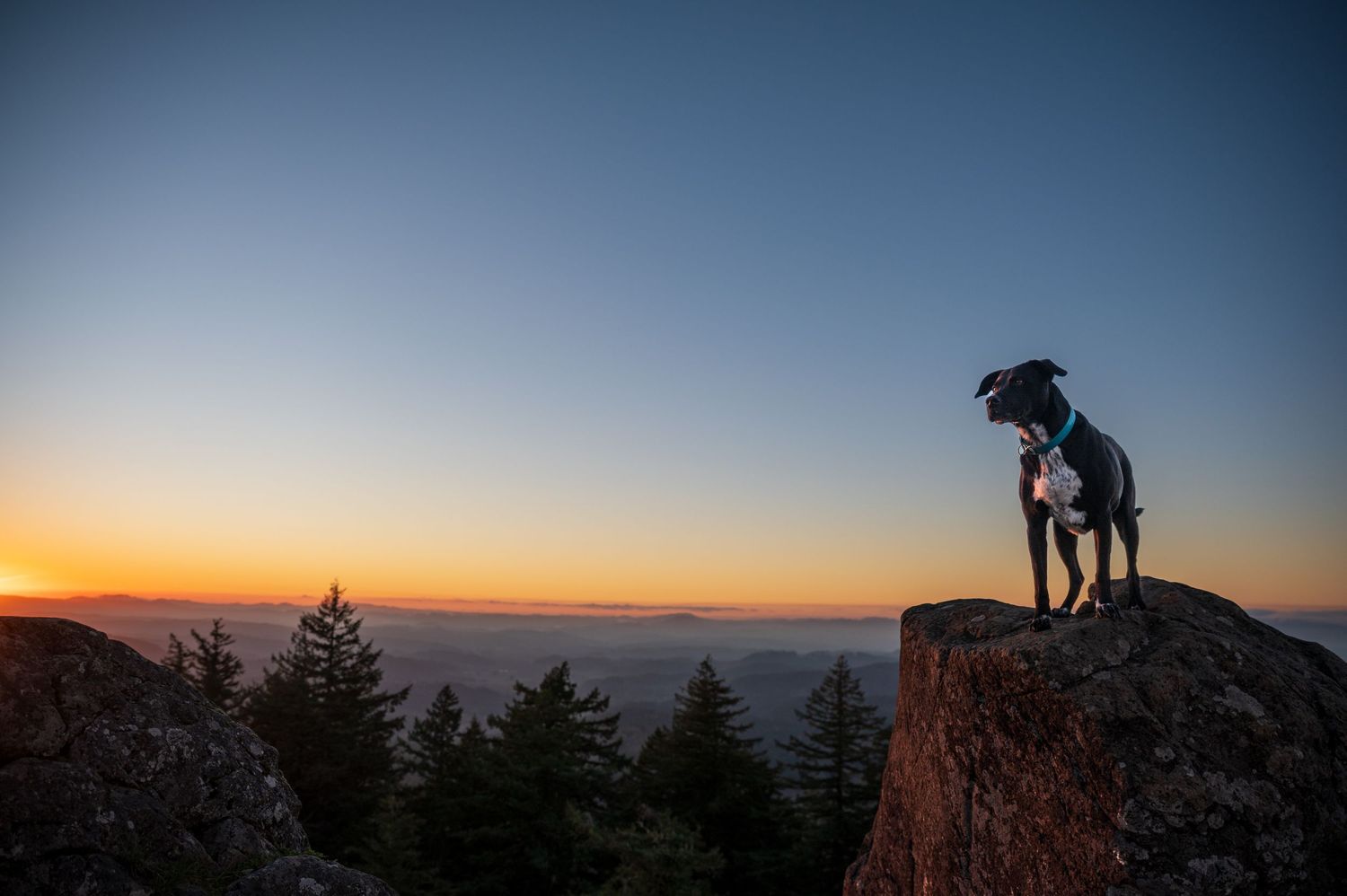 Zoey da doggy admiring the sunset on top of Spencer Butte in Eugene Oregon.
