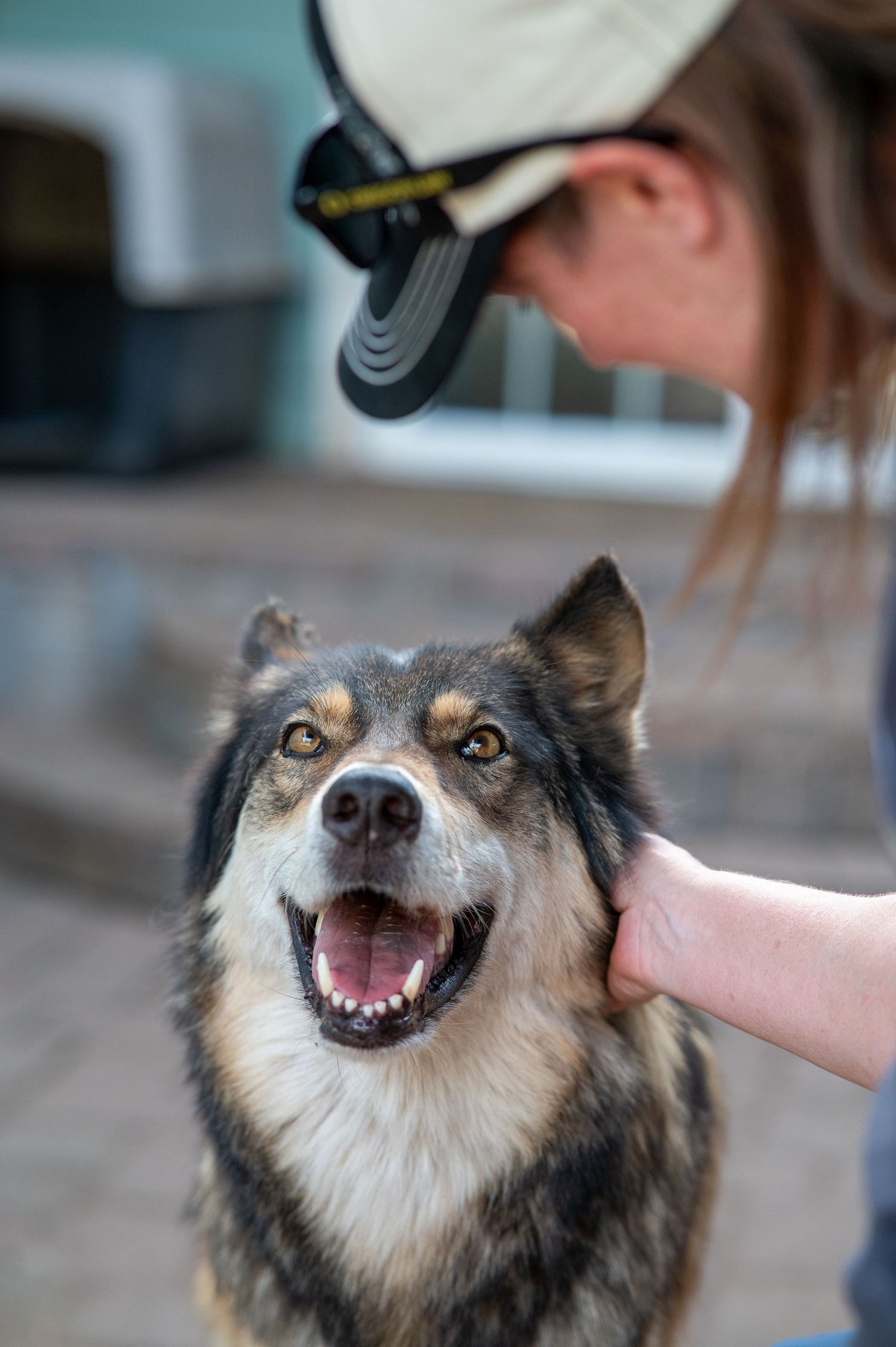 Wolfdog photography at local rescue in Eugene Oregon.