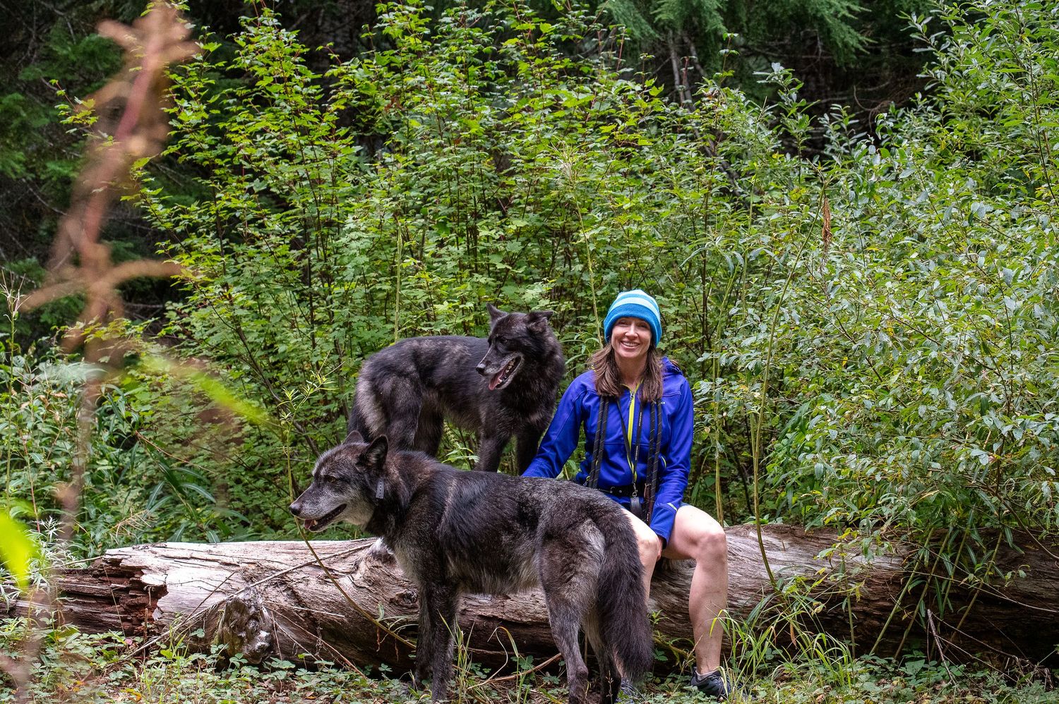 Lifestyle photography of wolfdogs hiking with their owner on the Santiam trail Sweet home Oregon.
