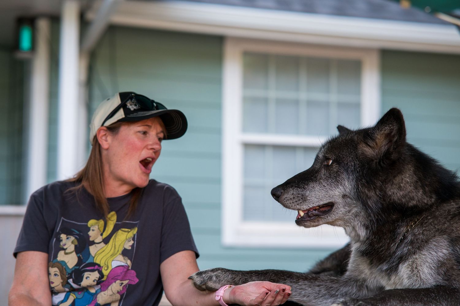 Lifestyle pet photography with wolfdog at local rescue in Eugene Oregon.