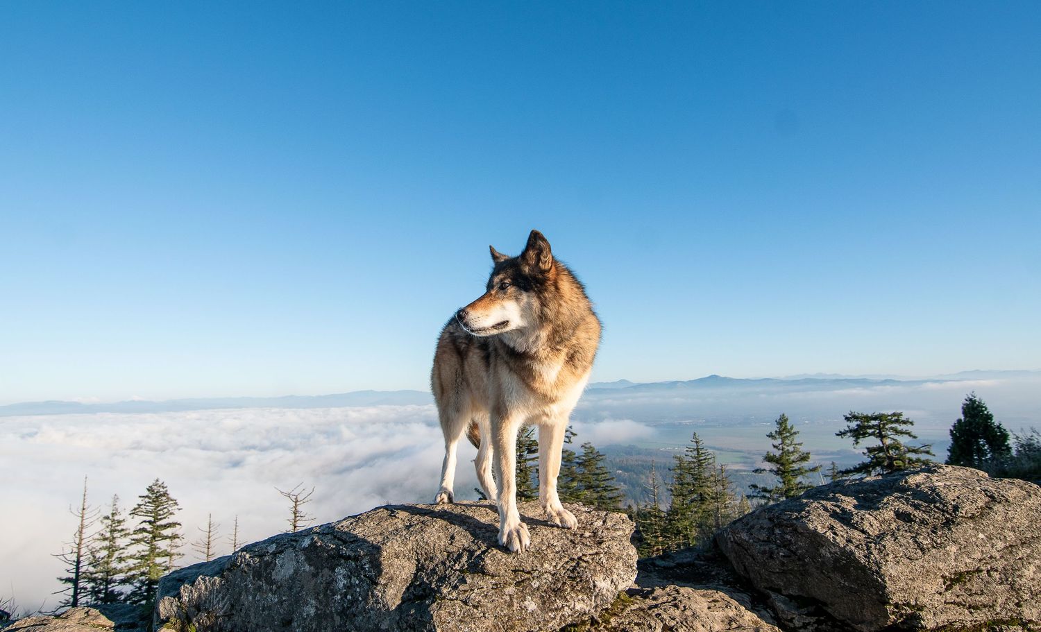 Keira the wolfdog on top Spencer Butte in Eugene Oregon.