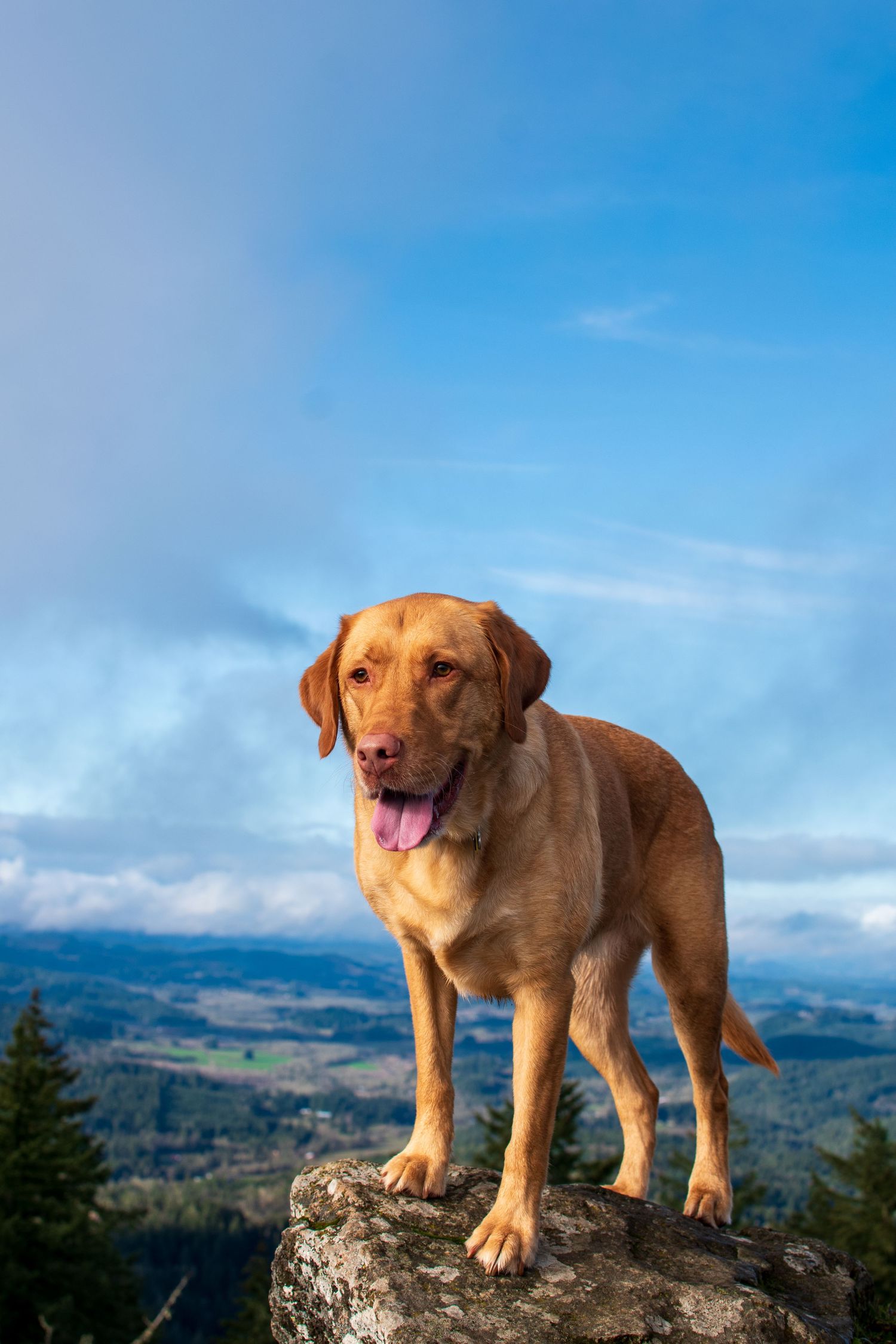 Hiking with dogs Eugene photographer Spencer's butte photo Eugene dog photographer Eugene pet photographer