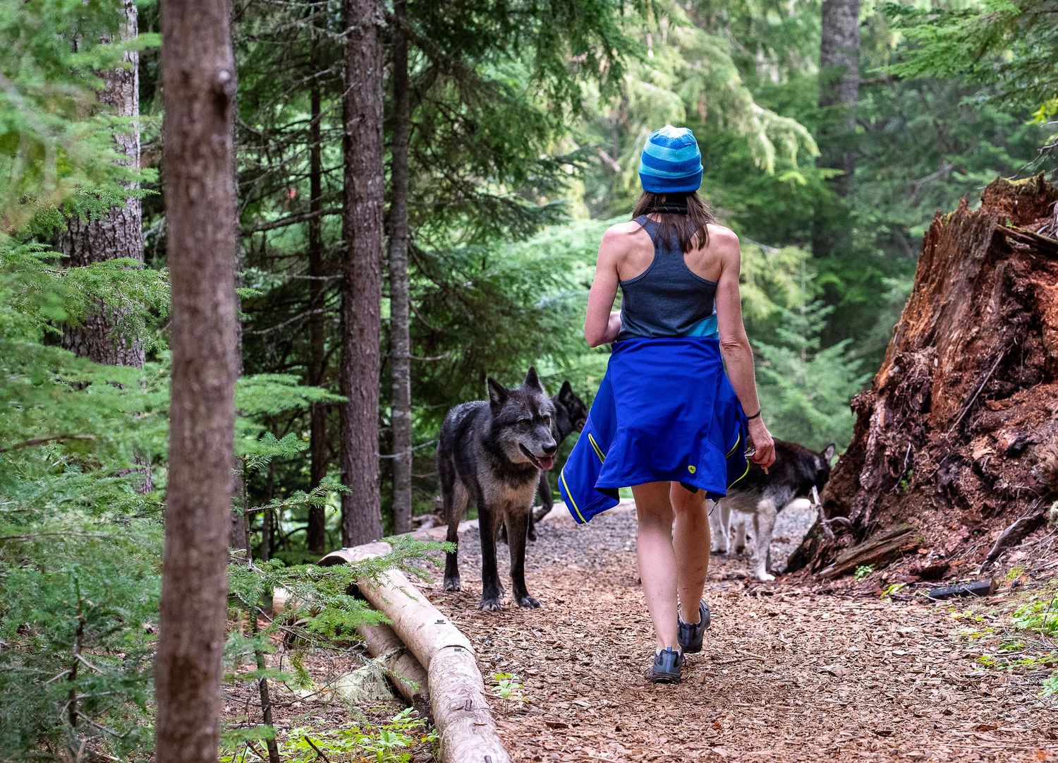 Hiking with wolf dogs on Santiam wagon trail in Oregon captured by Mike Norton photography of Eugene Oregon.