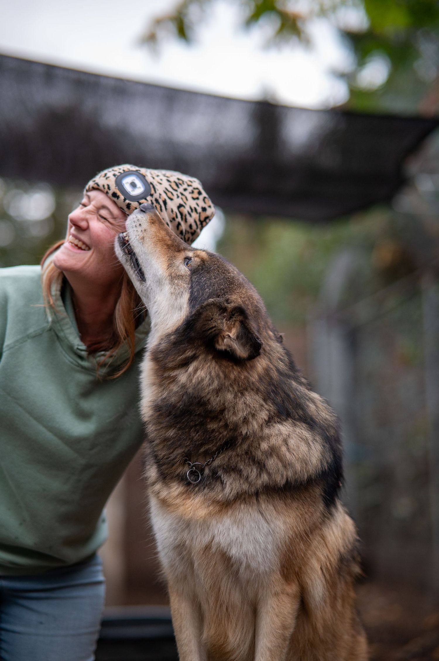 Wolfdog hanging out with volunteer at local rescue in Eugene Oregon.