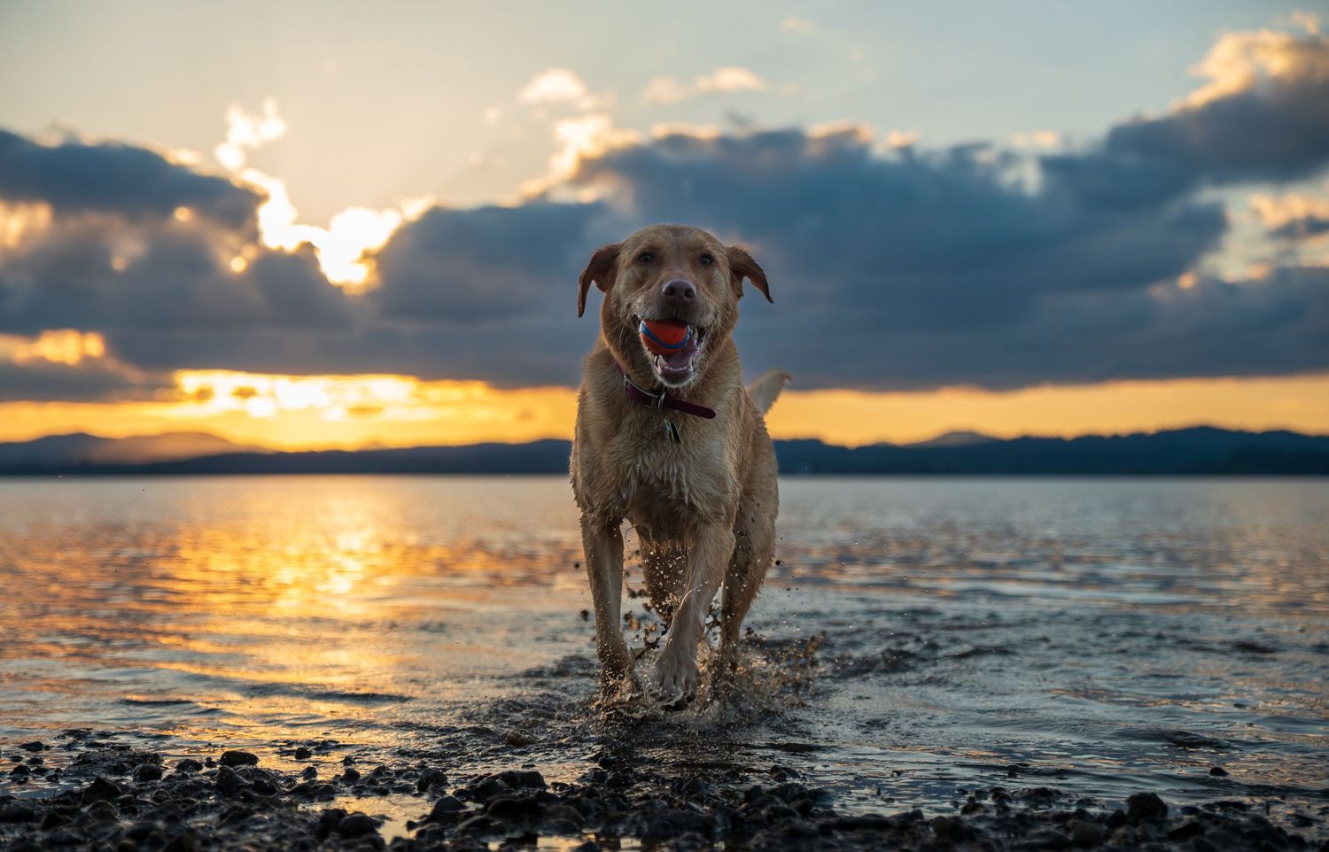Sunset photo of a yellow Labrador splashing in Fern Ridge lake Eugene Oregon.