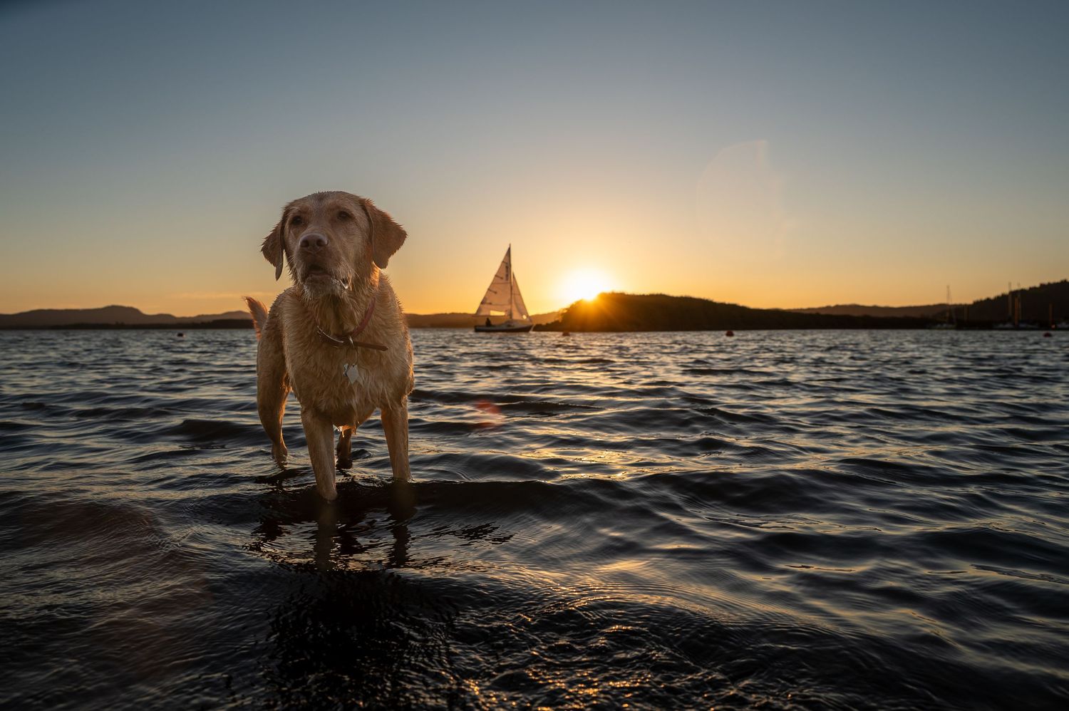 Yellow Labrador at sunset in Fern Ridge lake Oregon captured by Mike Norton Photography.